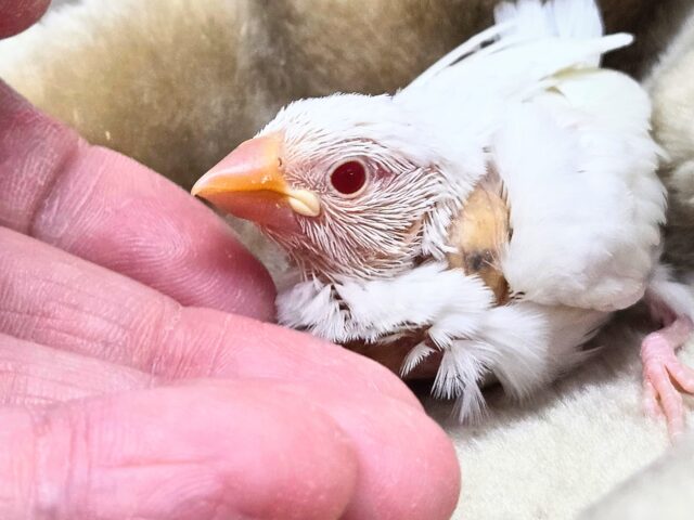 アルビノ文鳥