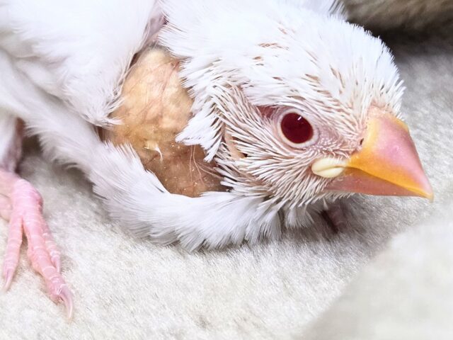 アルビノ文鳥