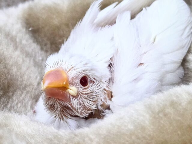アルビノ文鳥