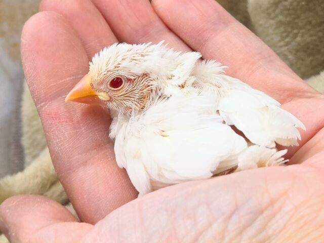 アルビノ文鳥