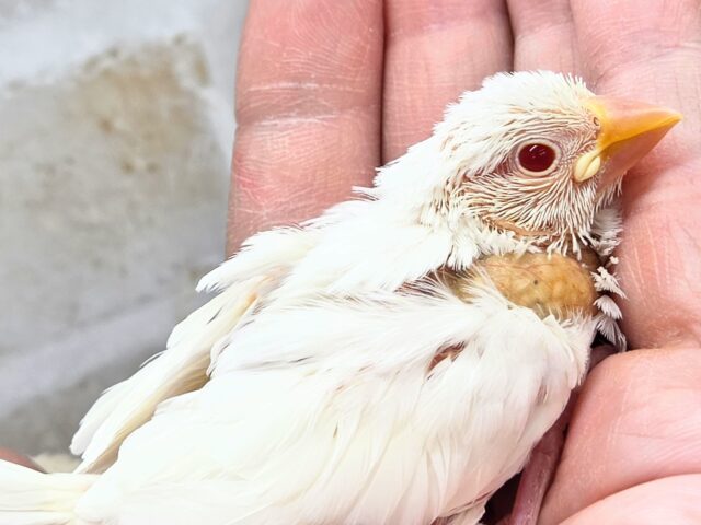アルビノ文鳥