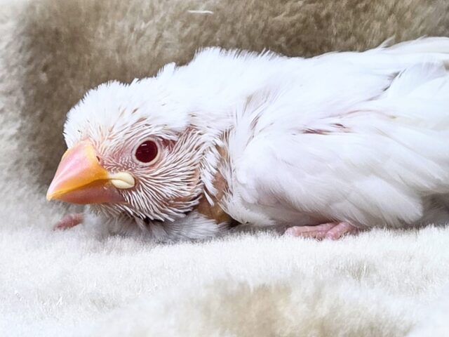 アルビノ文鳥