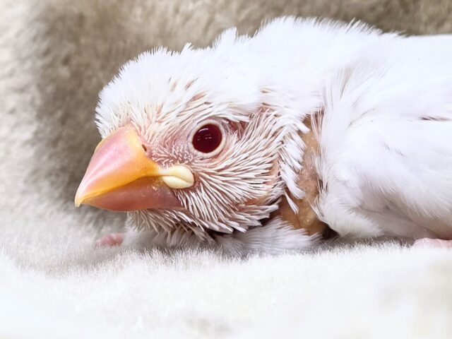 アルビノ文鳥