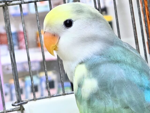 コザクラインコ（小桜インコ）