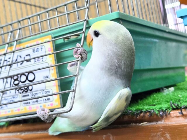 コザクラインコ（小桜インコ）