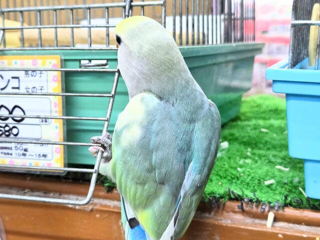 コザクラインコ（小桜インコ）