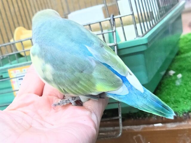 コザクラインコ（小桜インコ）