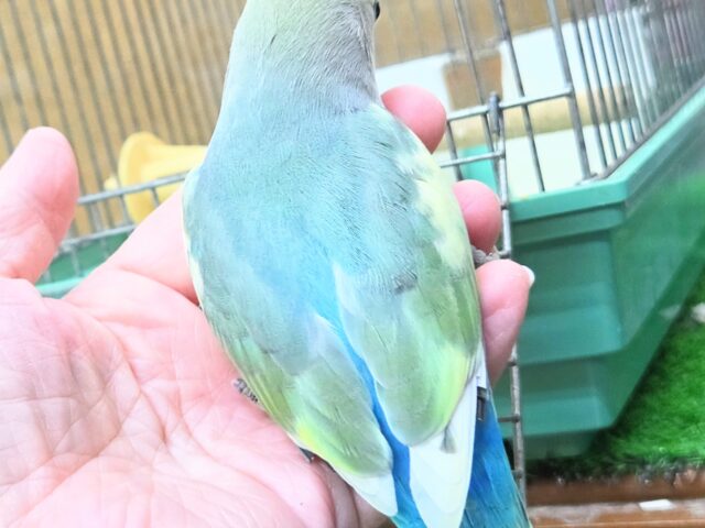 コザクラインコ（小桜インコ）