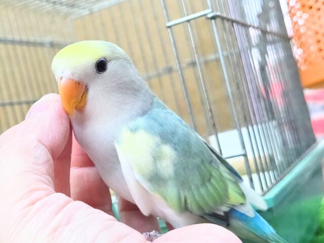 コザクラインコ（小桜インコ）