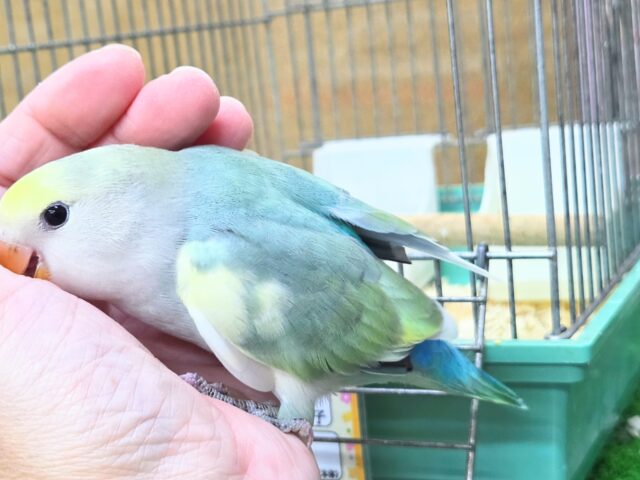 コザクラインコ（小桜インコ）