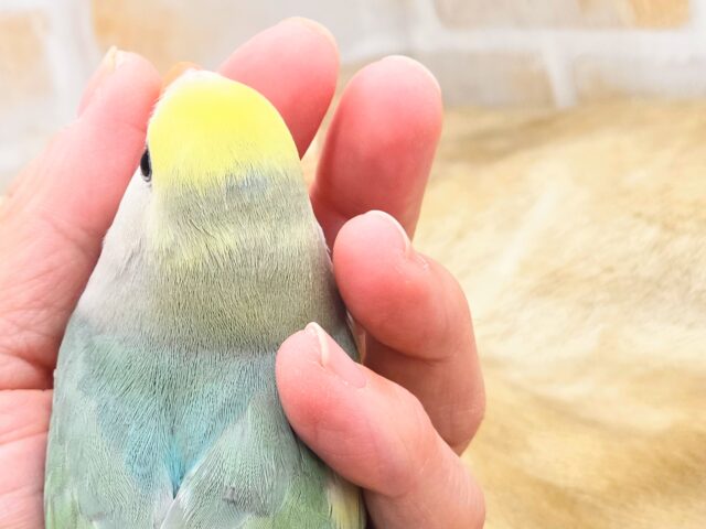 コザクラインコ（小桜インコ）