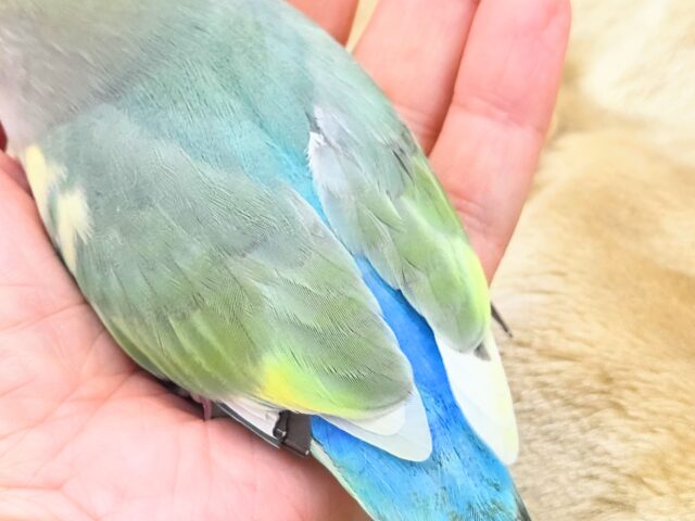 コザクラインコ（小桜インコ）