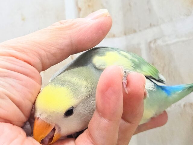 コザクラインコ（小桜インコ）
