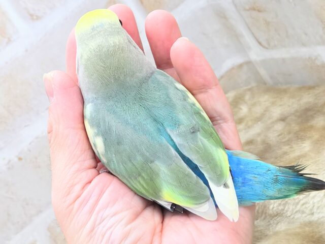 コザクラインコ（小桜インコ）