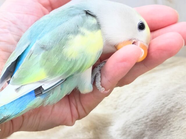 コザクラインコ（小桜インコ）