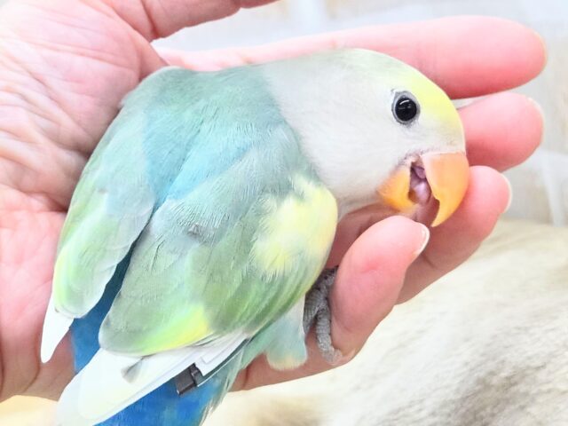コザクラインコ（小桜インコ）