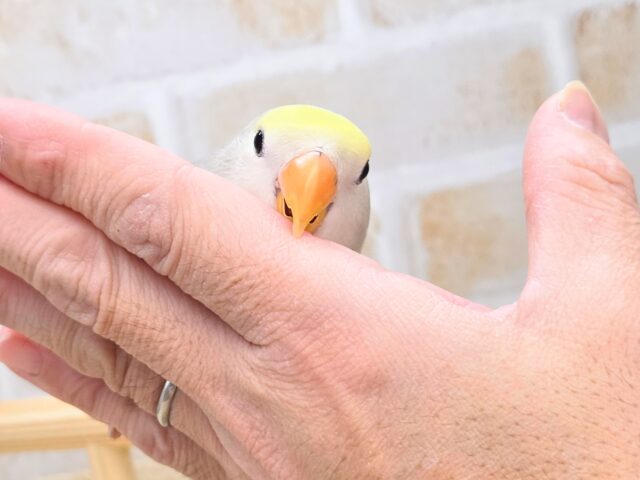 コザクラインコ（小桜インコ）
