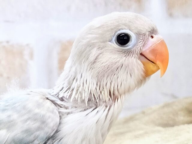 シロボタンインコ