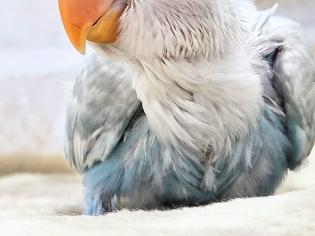 シロボタンインコ
