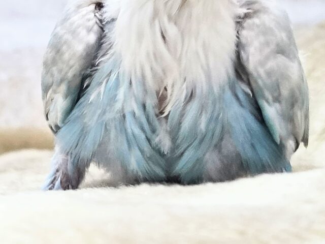 シロボタンインコ