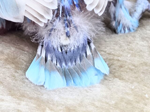 シロボタンインコ