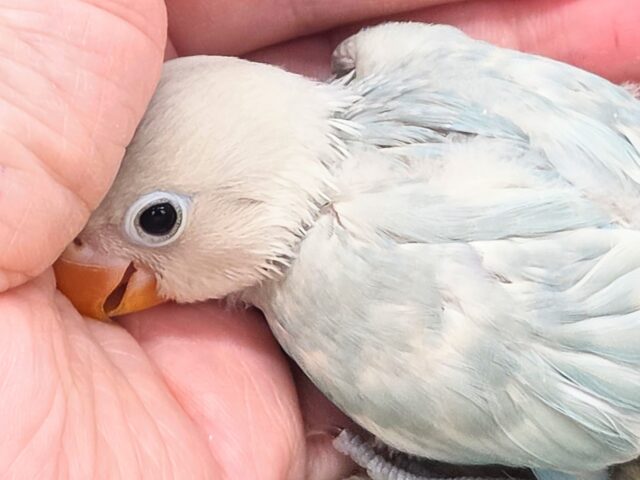 シロボタンインコ