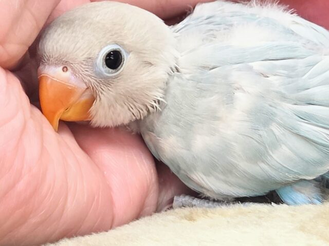 シロボタンインコ