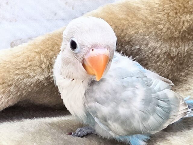 シロボタンインコ