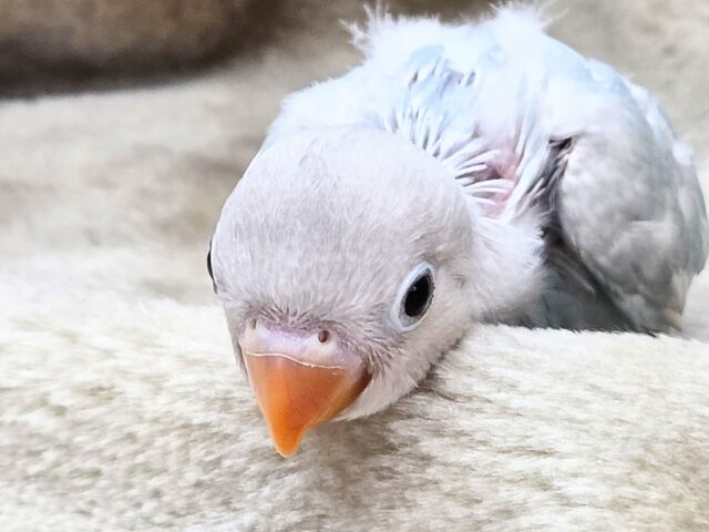 シロボタンインコ