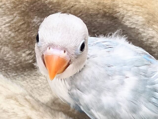 シロボタンインコ