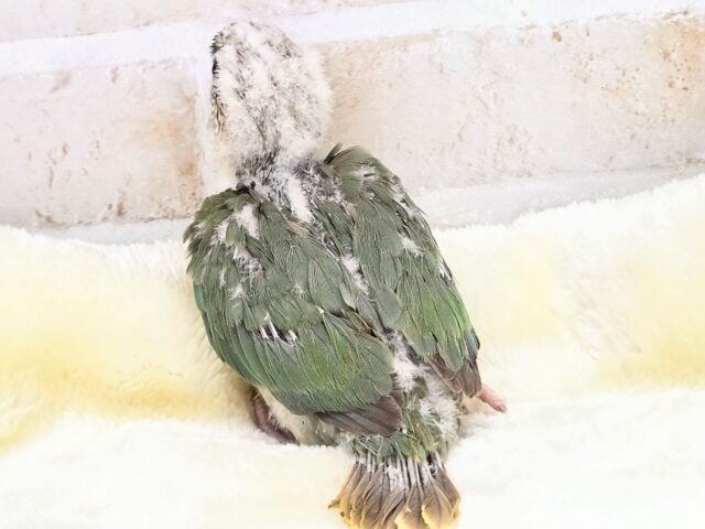 ホオミドリウロコインコ