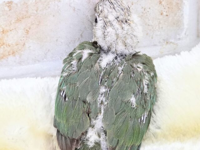 ホオミドリウロコインコ