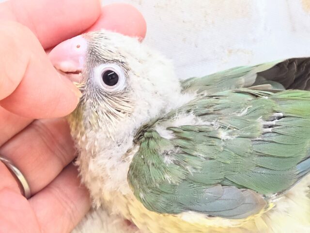 ホオミドリウロコインコ