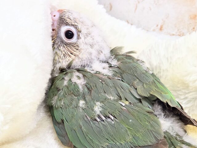 ホオミドリウロコインコ