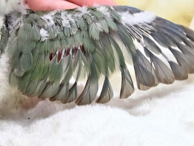 ホオミドリウロコインコ