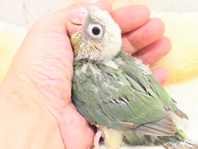 ホオミドリウロコインコ