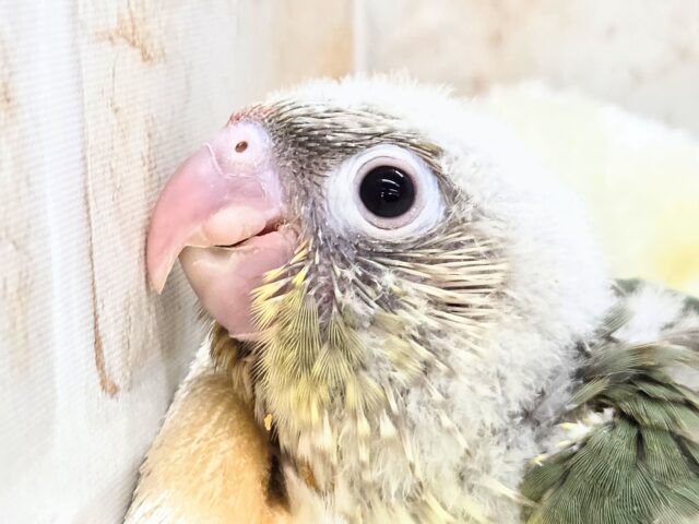 ホオミドリウロコインコ