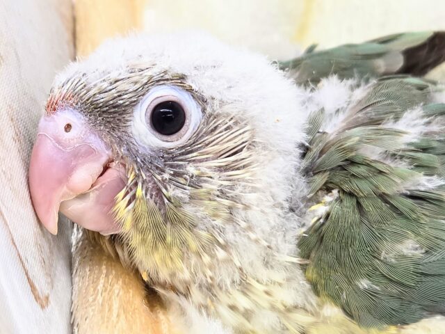 ホオミドリウロコインコ