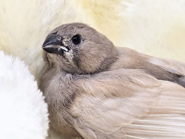 ジャンボキンカチョウ