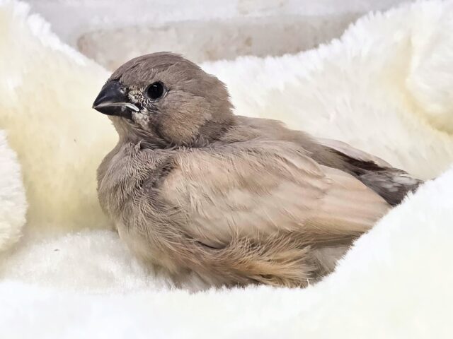 ジャンボキンカチョウ