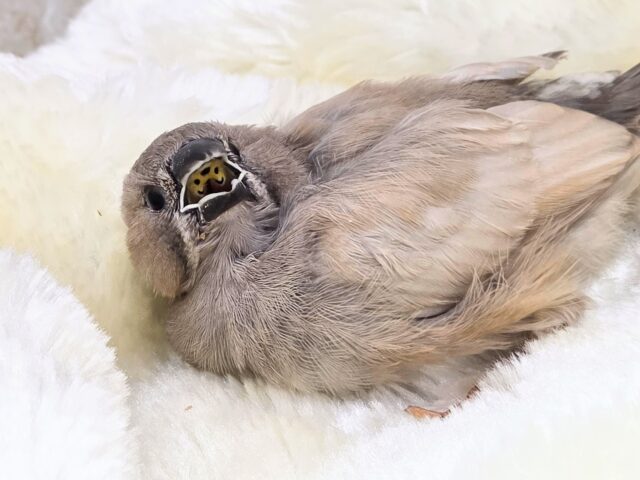 ジャンボキンカチョウ