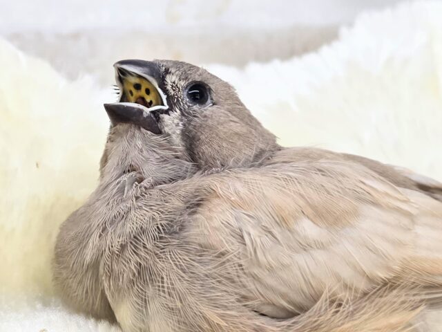 ジャンボキンカチョウ