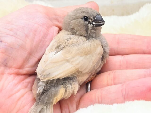 ジャンボキンカチョウ