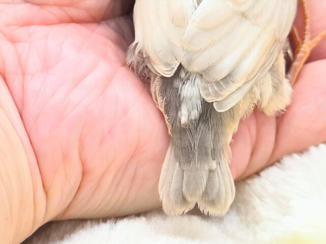 ジャンボキンカチョウ