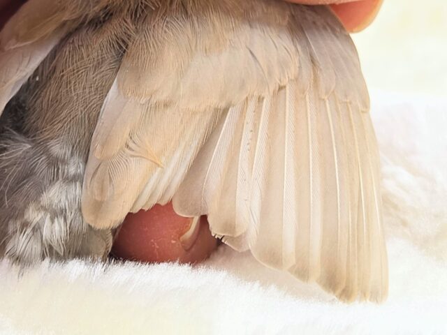 ジャンボキンカチョウ