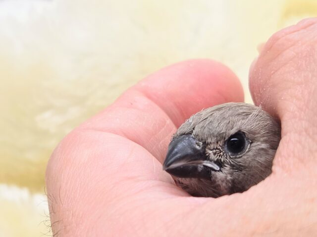 ジャンボキンカチョウ