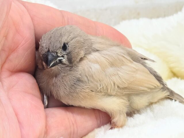 ジャンボキンカチョウ