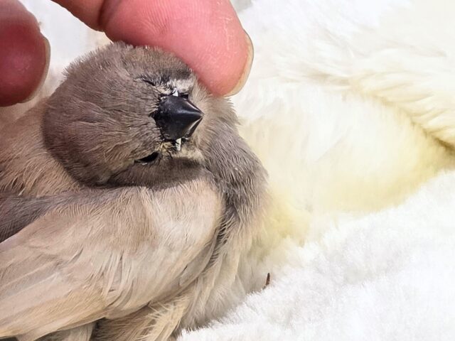 ジャンボキンカチョウ