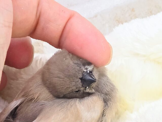 ジャンボキンカチョウ