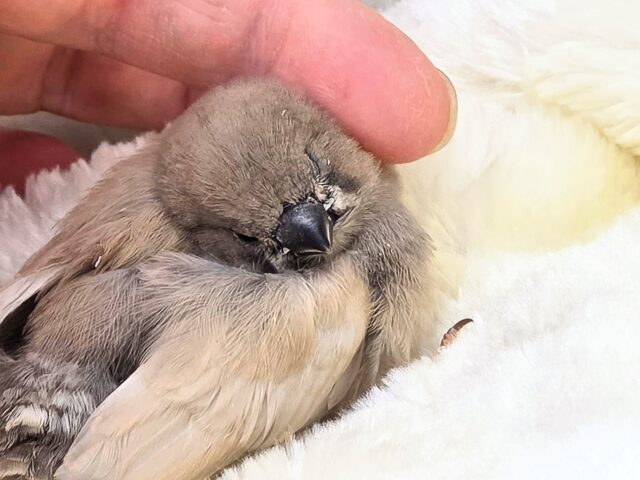 ジャンボキンカチョウ